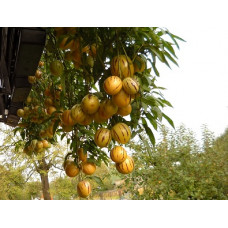 Пепино (Solanum muricatum) / Дынная груша.