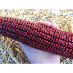Красная кукуруза -Corn bloody butcher