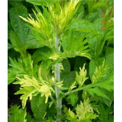 ПОЛЫНЬ ОБЫКНОВЕННАЯ » ЖАНЛИМ» (Artemisia vulgaris «Janlim») 