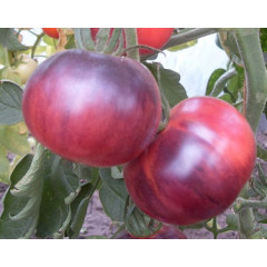 Аметистовое сокровище(Amethyst Jewel tomato)