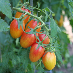 Стыдливый Румянец ( Blush tomato)