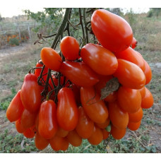 Фляшен Томатен ( Flaschen tomaten)