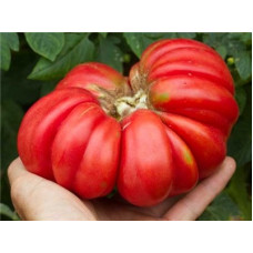 Грибное Лукошко (Mushroom Basket Tomato)