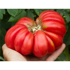 Грибное Лукошко (Mushroom Basket Tomato)